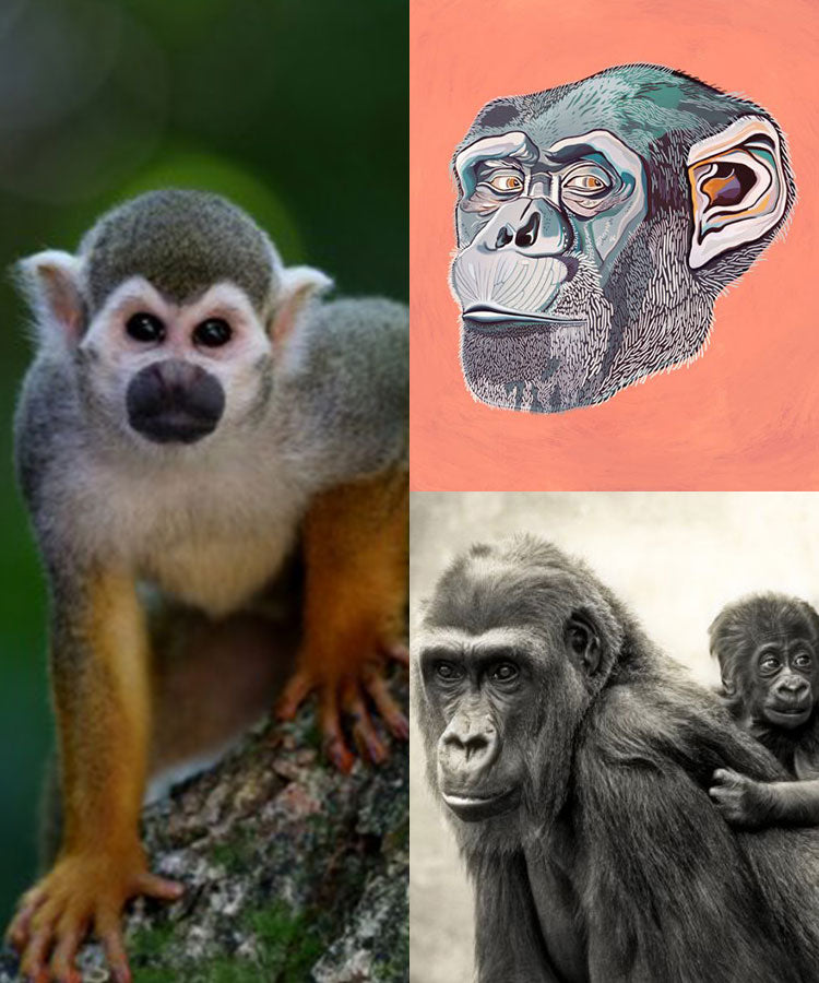 猿 – Page 2 – WALPA.jp