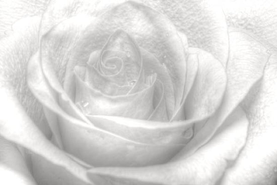 PHOTOWALL / High Key Rose - b/w (e1586)