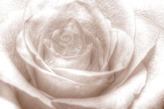 PHOTOWALL / High Key Rose - Sepia (e1587)
