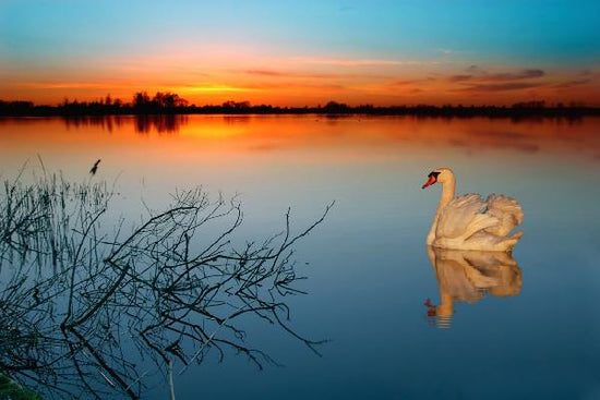 PHOTOWALL / Swan on a lake (e1590)