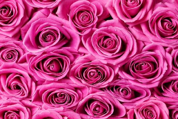 PHOTOWALL / Roses - Pink (e19095)
