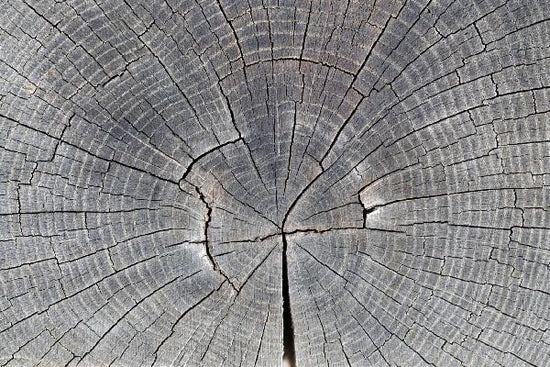 PHOTOWALL / Tree Trunk Showing Growth Rings (e19113)