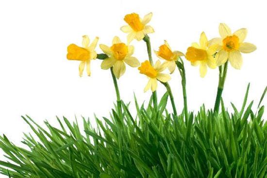 PHOTOWALL / Daffodils in Green Grass (e19133)
