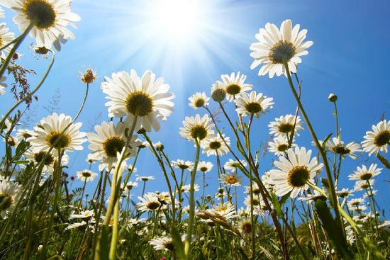 PHOTOWALL / White Daisies (e19159)