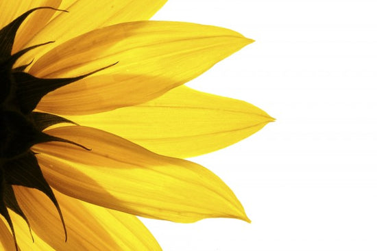 PHOTOWALL / Sunflower Detail (e19171)
