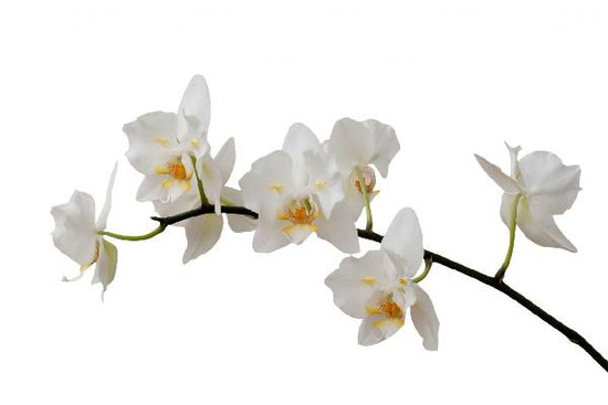 PHOTOWALL / White Orchid Stem (e1954)