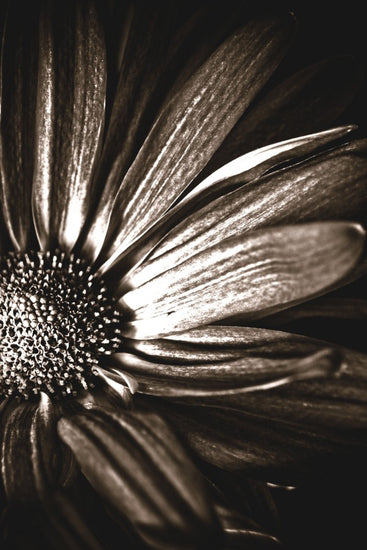 PHOTOWALL / Dark Daisy - Sepia (e1973)