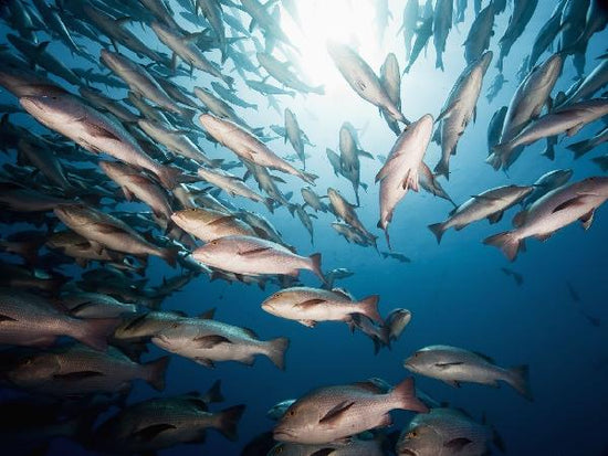 PHOTOWALL / Mangrove Snappers (e19233)