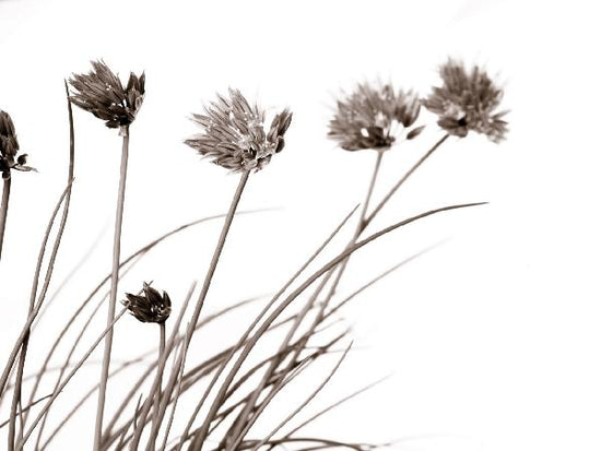 PHOTOWALL / Lovely Flowers - Sepia (e6292)