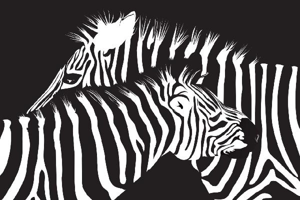 PHOTOWALL / Zebras (e6298)