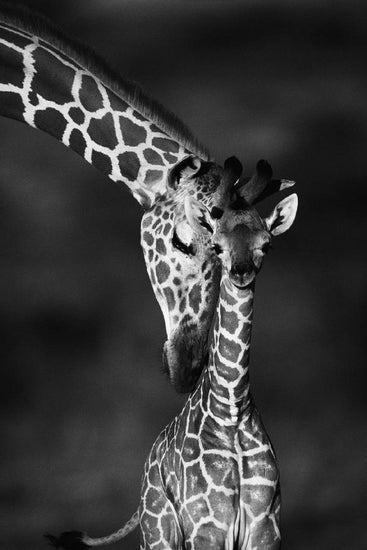 PHOTOWALL / Giraffes - b/w (e6346)