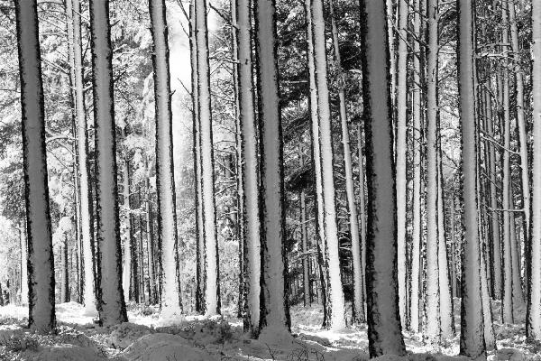 PHOTOWALL / Winter Forest - b/w (e6349)