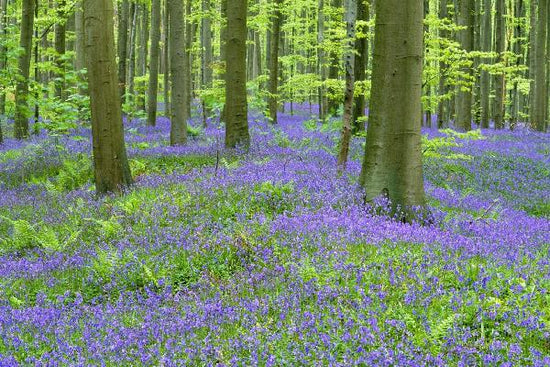 PHOTOWALL / Bluebells Wood (e6352)