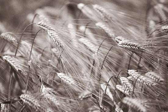 PHOTOWALL / Barley Heads - Sepia (e6370)