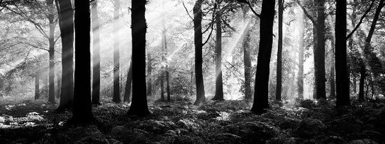 PHOTOWALL / August Morning - b/w (e6374)