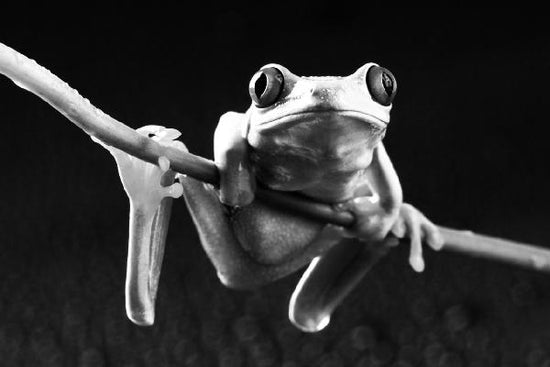 PHOTOWALL / Red frog - b/w (e9035)