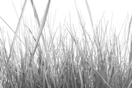 PHOTOWALL / High Grass - b/w (e10002)