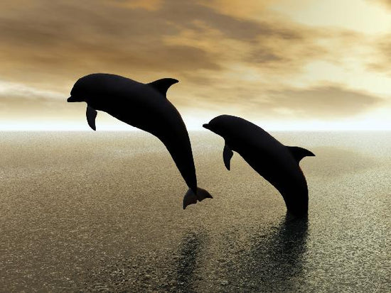 PHOTOWALL / Dolphin Silhouettes (e10064)