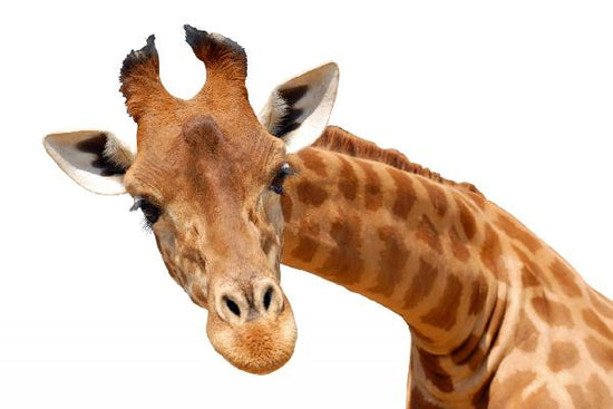 PHOTOWALL / Giraffe (e10075)