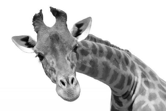 PHOTOWALL / Giraffe - b/w (e10076)