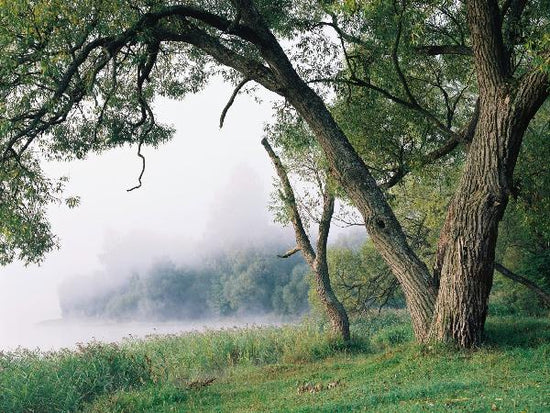 PHOTOWALL / Tree in a Fog (e10077)