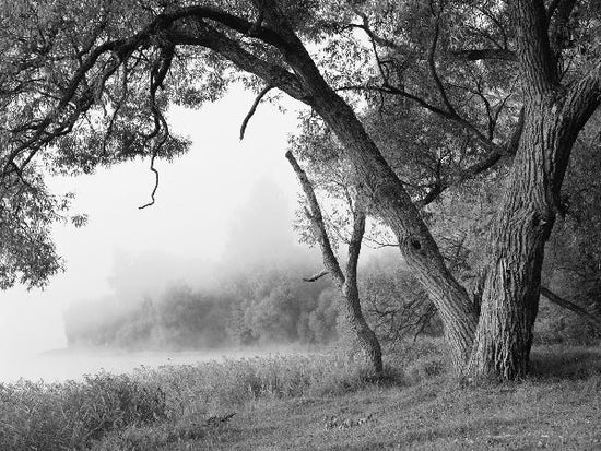 PHOTOWALL / Tree in a Fog - b/w (e10078)