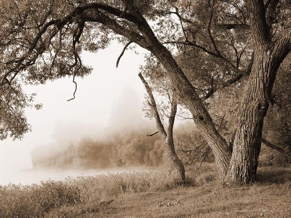 PHOTOWALL / Tree in a Fog - Sepia (e10079)