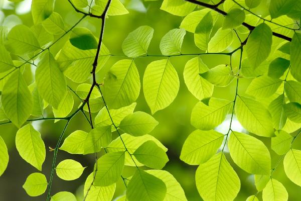 PHOTOWALL / Yellow Wood Green Leaves (e10081)