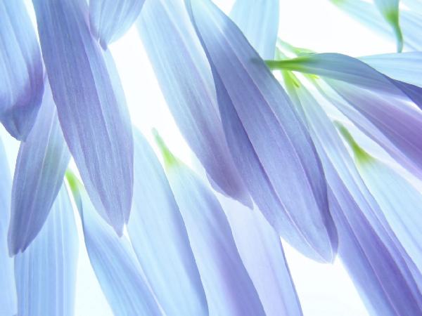 PHOTOWALL / Blue Petals (e10100)