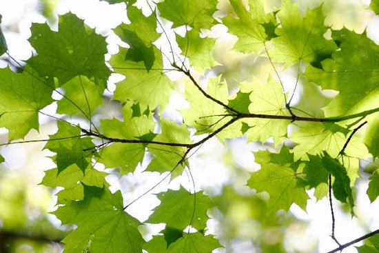 PHOTOWALL / Green Leaf (e10103)