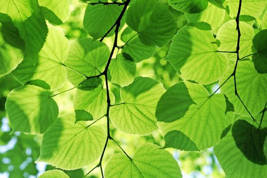 PHOTOWALL / Glowing Leaves (e10133)