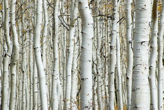 PHOTOWALL / Aspen Forest (e1386)