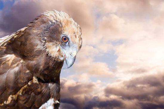PHOTOWALL / Eagle (e1423)