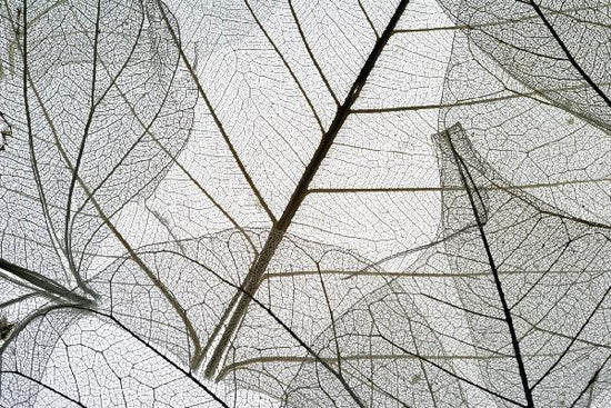 PHOTOWALL / Dried Leaves (e1429)
