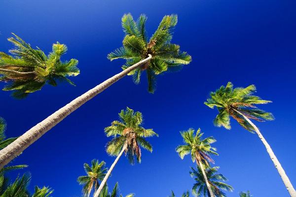 PHOTOWALL / Palm Paradise (e1445)