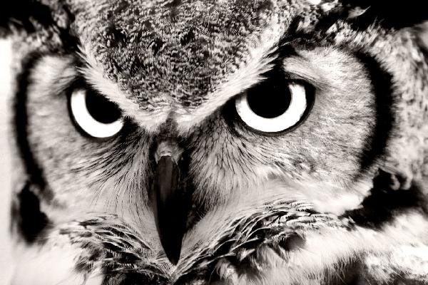 PHOTOWALL / Great Horned Owl (e1451)