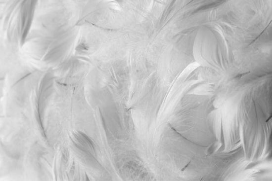 PHOTOWALL / Feathers (e1462)