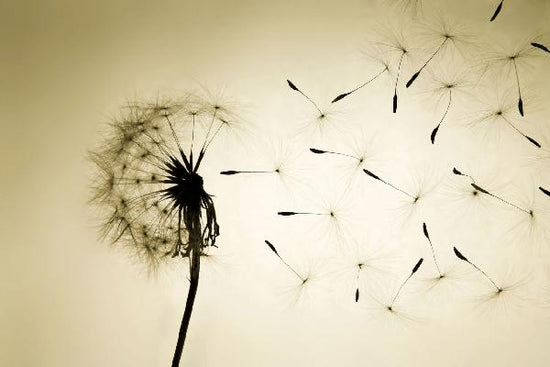 PHOTOWALL / Dandelion (e1480)