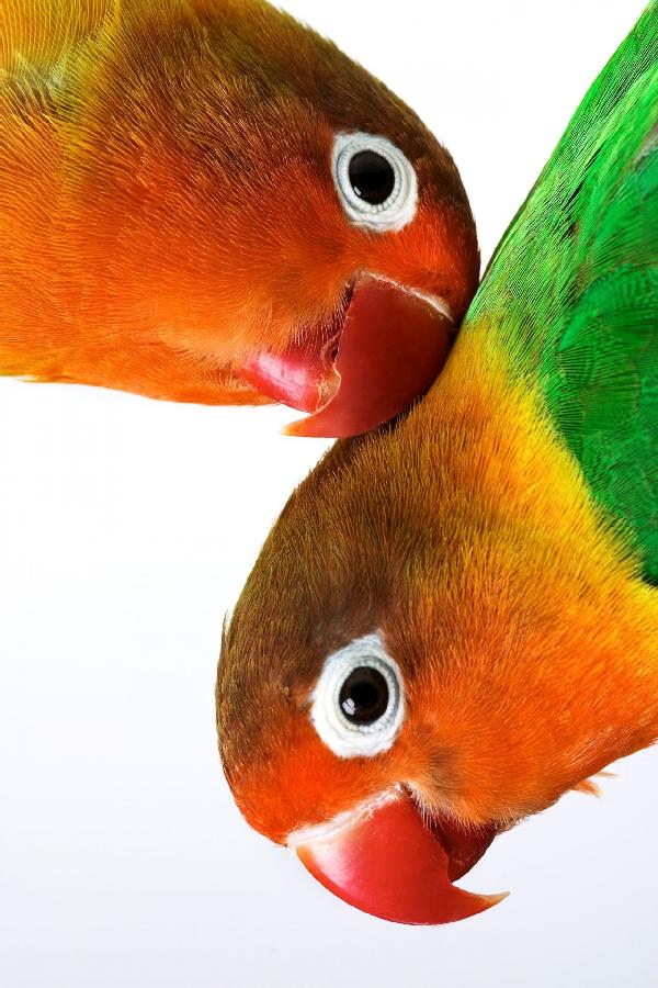 PHOTOWALL / Pair of Lovebirds (e1576)