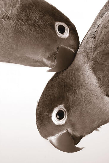 PHOTOWALL / Pair of Lovebirds - Sepia (e1577)