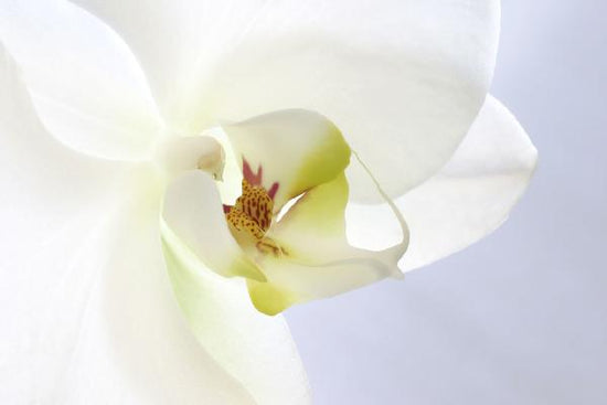 PHOTOWALL / White Orchid (e1646)