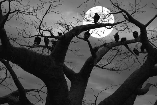 PHOTOWALL / Spooky Tree - b/w (e1795)