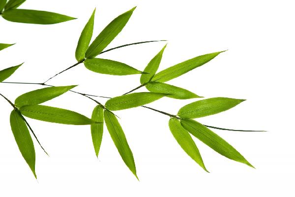 PHOTOWALL / Bamboo Leaves (e1810)