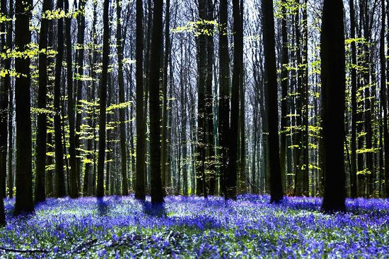 PHOTOWALL / Dark Tree and Bluebells (e1862)