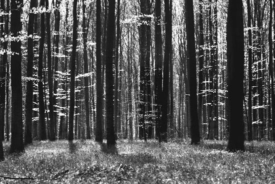 PHOTOWALL / Dark Tree and Bluebells - b/w (e1863)