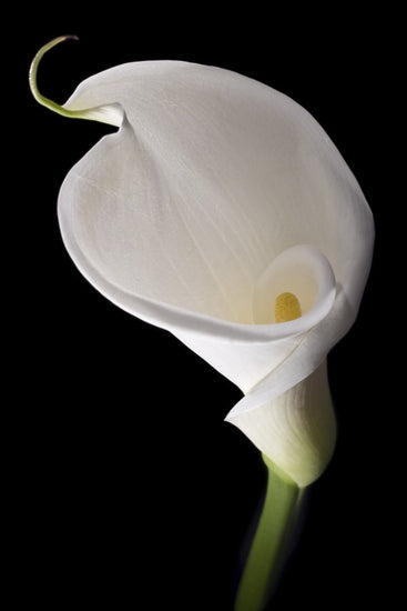 PHOTOWALL / White Calla (e1896)