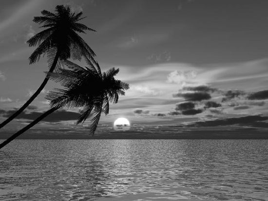 PHOTOWALL / Coconut Palm Sunset - b/w (e1902)