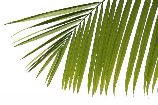PHOTOWALL / Palm Leaves (e1940)