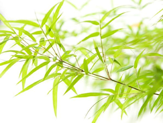 PHOTOWALL / Miniature Bamboo (e6188)