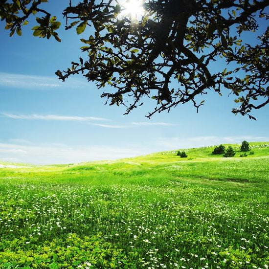 PHOTOWALL / Green Meadow (e19377)